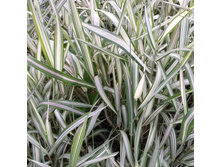 ������� ������������ ������ +21�