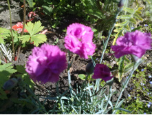 �������� ����������� �������� �������