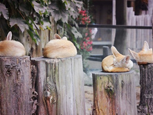 ��������� ....