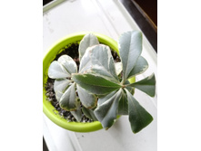 IMG 20210404 120538[1].jpg