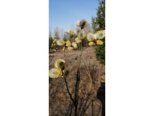 IMG 20210417 081143.jpg