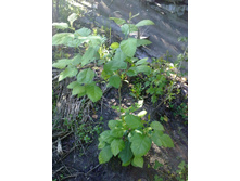 ��������� �������������.jpg