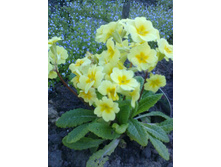 ������� ������ ���������������