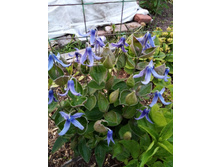 �������� ��������������