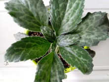 IMG 20210404 120722[1].jpg