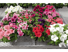 ������� 360