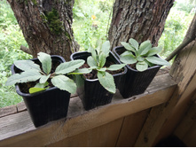 ������ ''C���� ��������'' 60 �