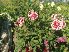 ������� ������������ ������� � ������ ��������� (������). ���� 50�.