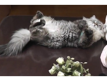 �ӣ! �����������!