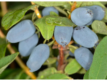 ��������� �������� +21� (���)