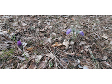 IMG 20210504 131312.jpg