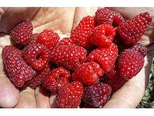 ������ ����� �������� +21� (����)