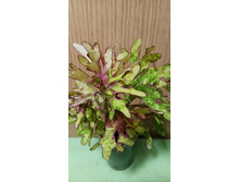 Mint Mosha