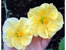 ��-2-2018 (������) - 300 ���.