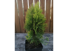 ��� �������� (Thuja occidentalis Golden Smaragd) �2-3 40-50, 899 ���