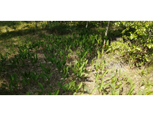 IMG 20210529 103906.jpg