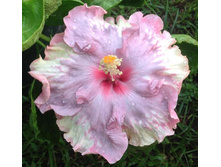 Moorea Hanging Garden
