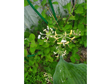 ��������� ��������� 70 ���