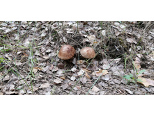 IMG 20210529 114540.jpg