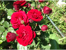 ���� ������