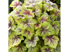 ������� ���� �����, �9, 230 ���