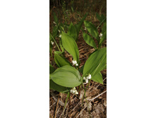 IMG 20210523 102513.jpg