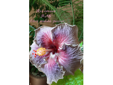 Chris endless passion 🧞‍♀ ���������� ��������