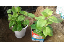 ������� �� 11 ���