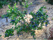 �������� �����, �7,5,  50-60, 650 ���, 4 ��