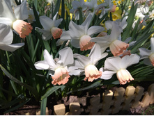 IMG 20180513 125940.jpg