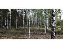 IMG 20210529 112741.jpg