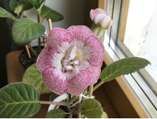 ��������� ���������