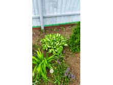 IMG 20210531 092710.jpg