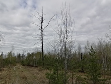 IMG 20210504 143042.jpg