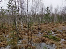 IMG 20210503 132330.jpg