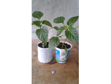 ����� ��