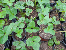 �������� ���� �������