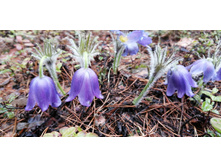 IMG 20210425 115910.jpg