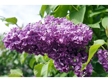 ������ "���� ����"