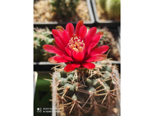 Gymnocalycium baldianum