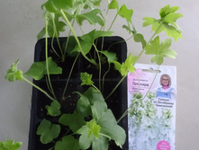 ���������� ��������