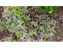 ������ �������� 50 ���