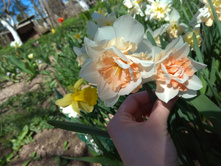 IMG 20180513 125952.jpg