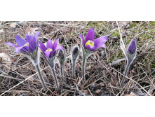 IMG 20210502 130023.jpg