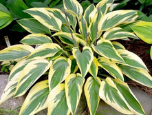 ����� ��������� �������� ����������