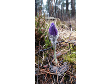 IMG 20210425 120413.jpg