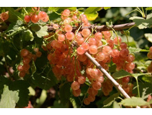 ��������� ������� ���� ���� +21� (����)