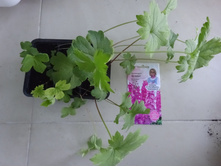 ���������� �������