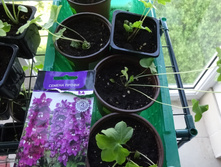 ���������� ������ ������� ����� ������� ���� ��