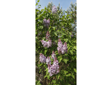 IMG 20210523 150822.jpg